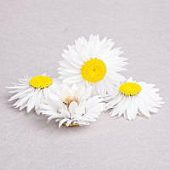 Гелиптерум белый 4шт.