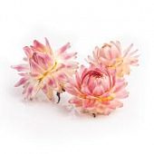 Гелихризум розово-персиковый 3шт.