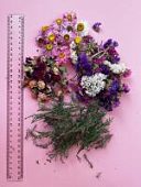 Набор сухоцветов