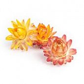 Гелихризум желто-рыжий 3шт.