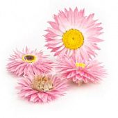 Гелиптерум розовый 4шт.