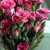 Набор каттеров "Гвоздика"