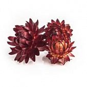 Гелихризум бордовый 3шт.