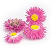 Гелиптерум фуксия 4шт.